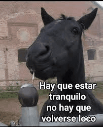 Horse Says Stay Calm Don't Go Crazy