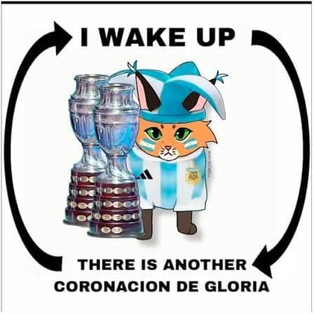 Cat Wakes Up to Another Copa America