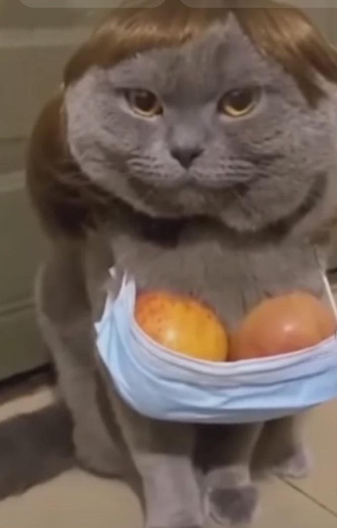 Cat in Wig Wearing an Orange Bra