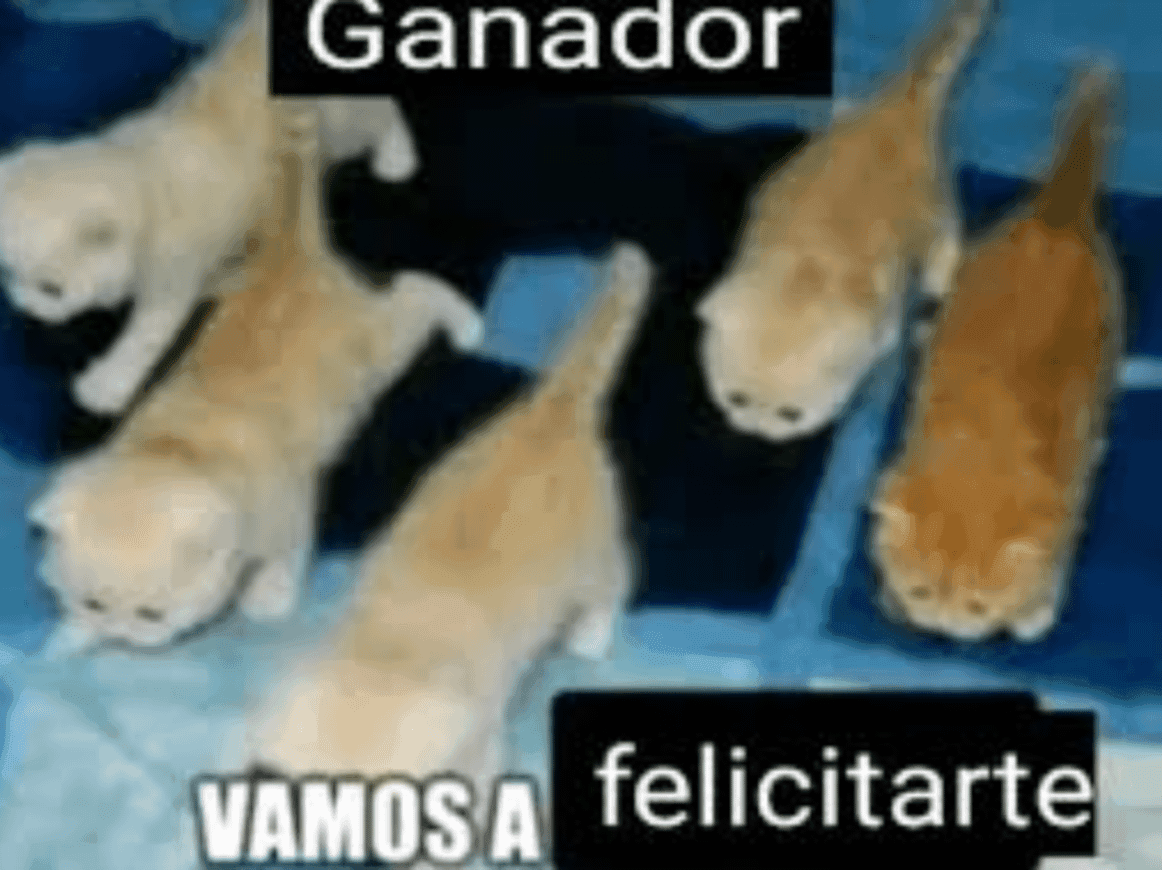 Cats March Over to Congratulate the Winner