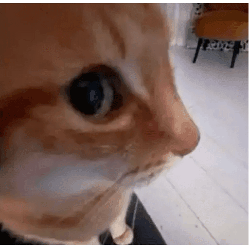 Orange Cat Stares Into Your Soul