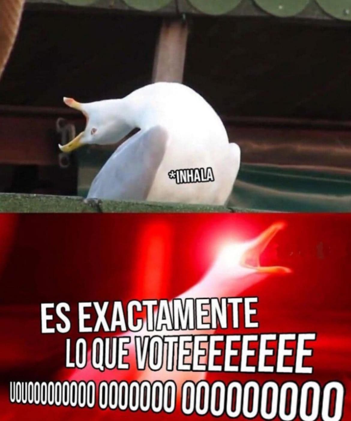 Seagull Screams That Is Exactly What I Voted