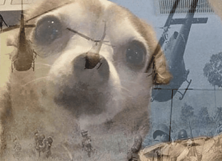 Chihuahua Stares Into the Vietnam Distance