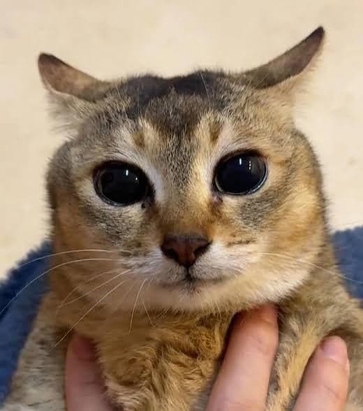Worried Cat With Big Eyes
