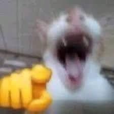 Screaming Cat Points With Aggressive Energy