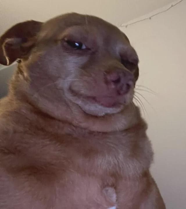 Suspicious Dog Side-Eyes You Hard