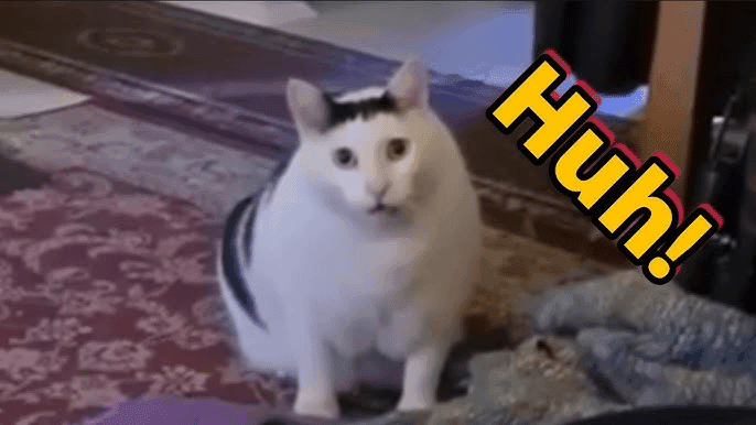 Huh Cat Reaction