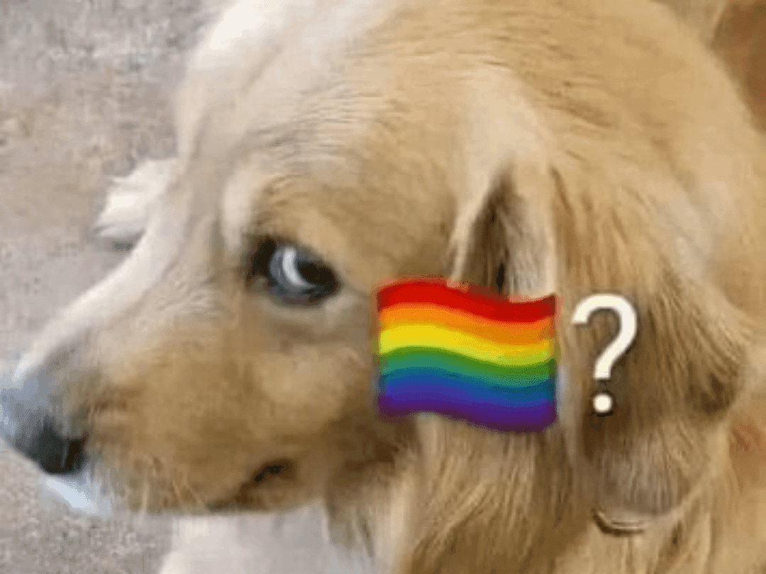 Dog Gives Suspicious Side-Eye to Rainbow Flag