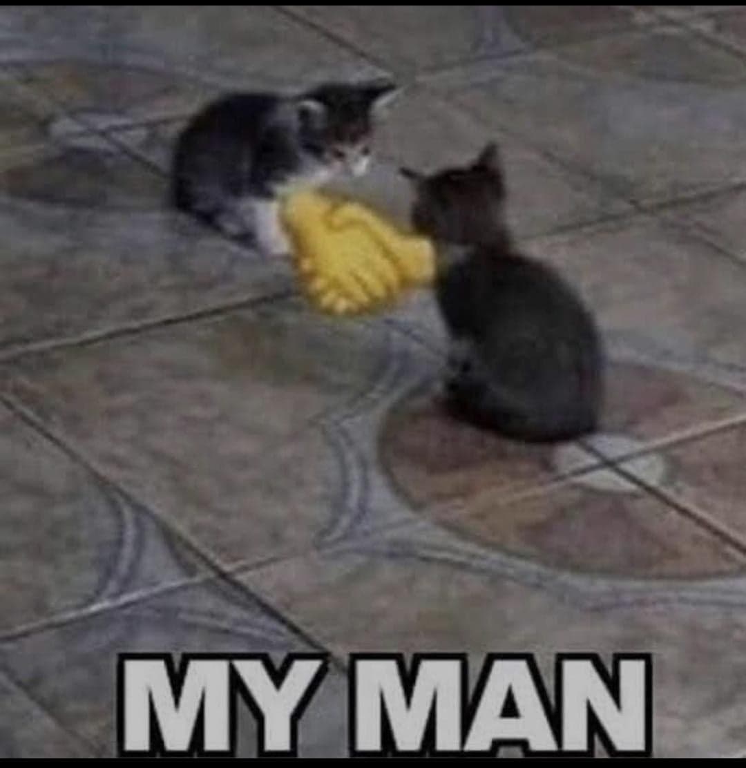 Kittens Touch Noses and Say My Man